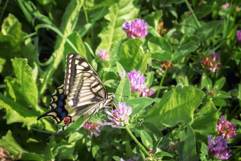 16 überraschend nützliche „Unkräuter“, die Ihren Garten verschönern 