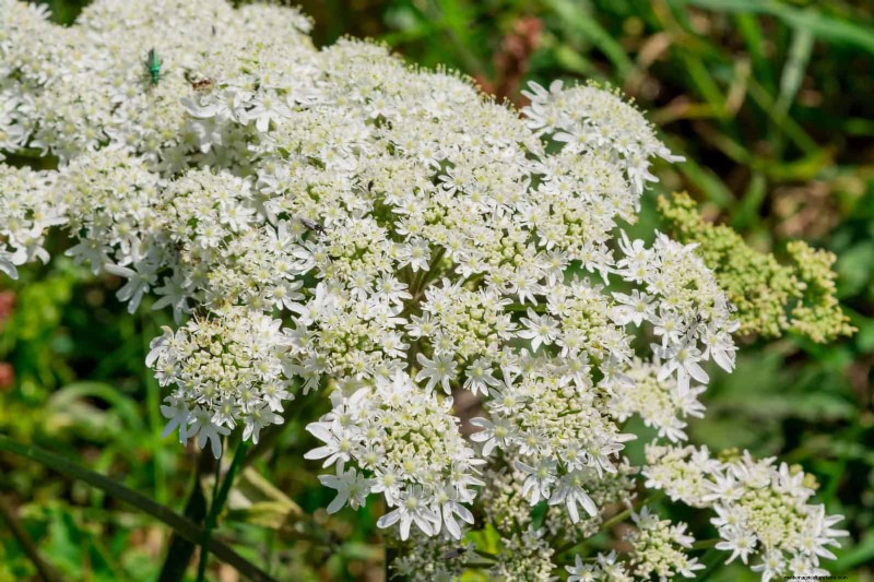 16 überraschend nützliche „Unkräuter“, die Ihren Garten verschönern 