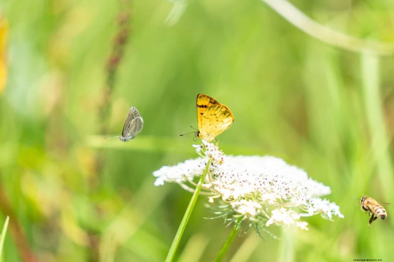 16 überraschend nützliche „Unkräuter“, die Ihren Garten verschönern 