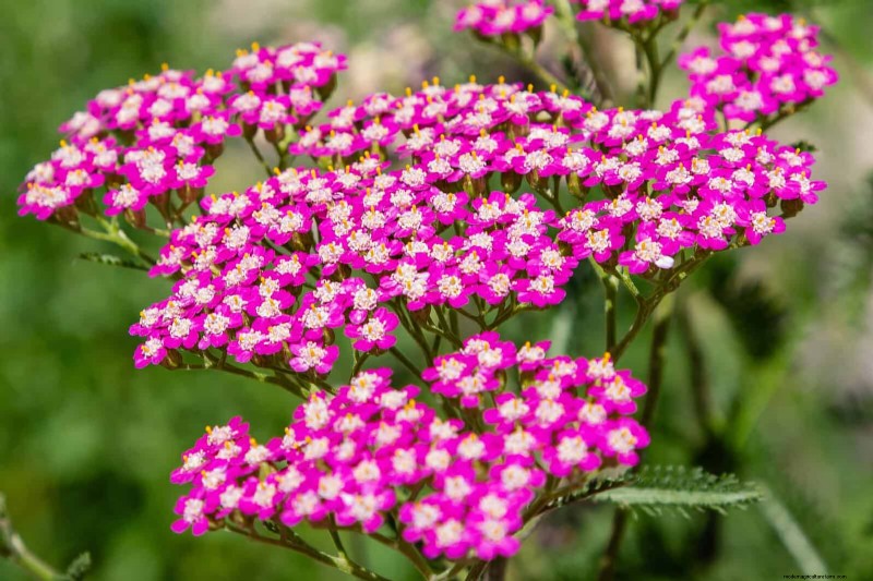 16 überraschend nützliche „Unkräuter“, die Ihren Garten verschönern 