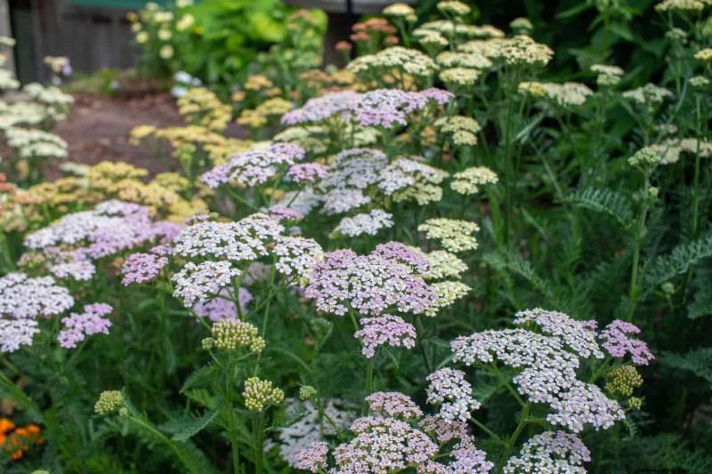 16 überraschend nützliche „Unkräuter“, die Ihren Garten verschönern 