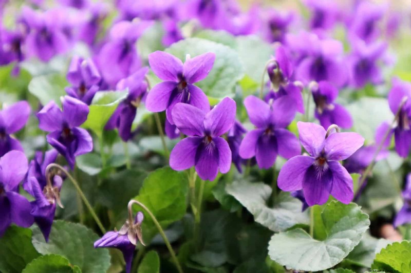 16 überraschend nützliche „Unkräuter“, die Ihren Garten verschönern 