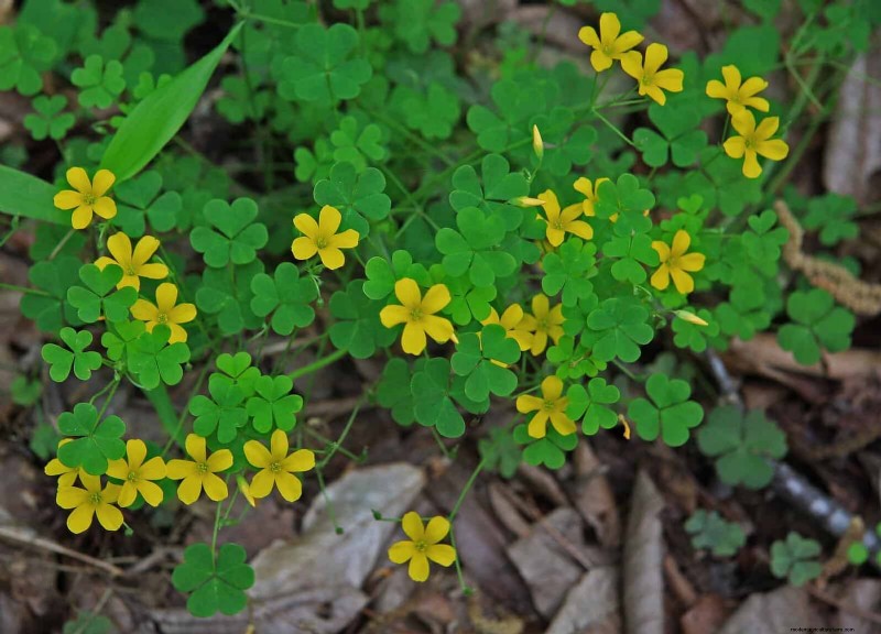 16 überraschend nützliche „Unkräuter“, die Ihren Garten verschönern 