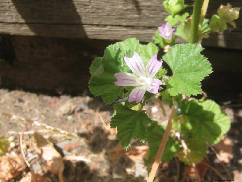 16 überraschend nützliche „Unkräuter“, die Ihren Garten verschönern 