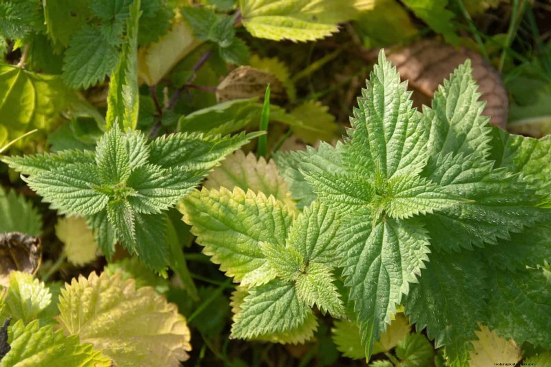 16 überraschend nützliche „Unkräuter“, die Ihren Garten verschönern 