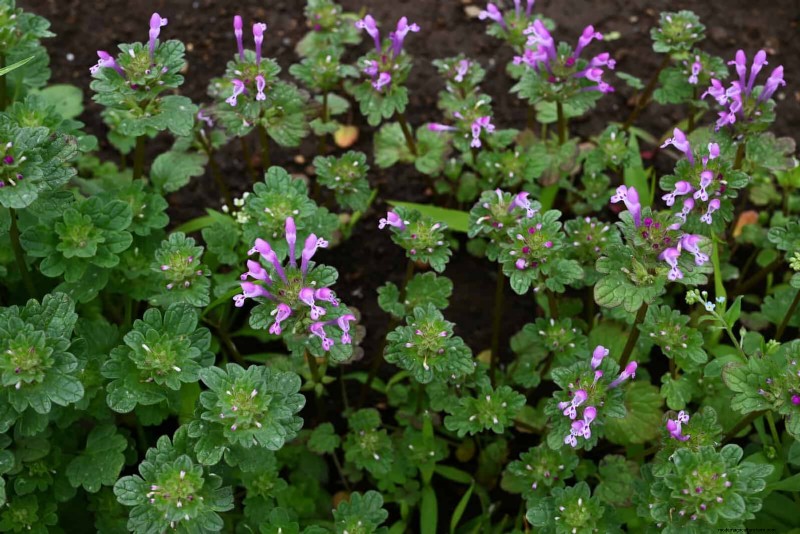 16 überraschend nützliche „Unkräuter“, die Ihren Garten verschönern 
