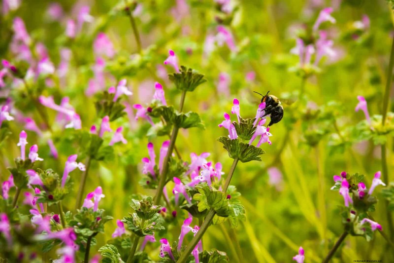 16 überraschend nützliche „Unkräuter“, die Ihren Garten verschönern 