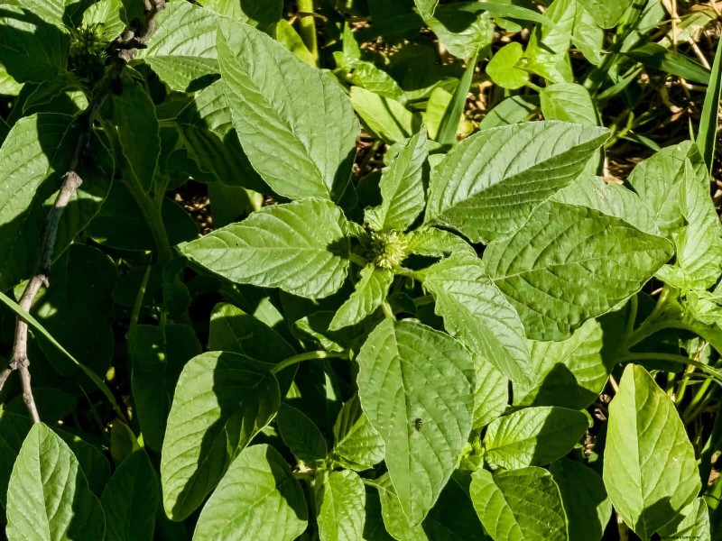 16 überraschend nützliche „Unkräuter“, die Ihren Garten verschönern 
