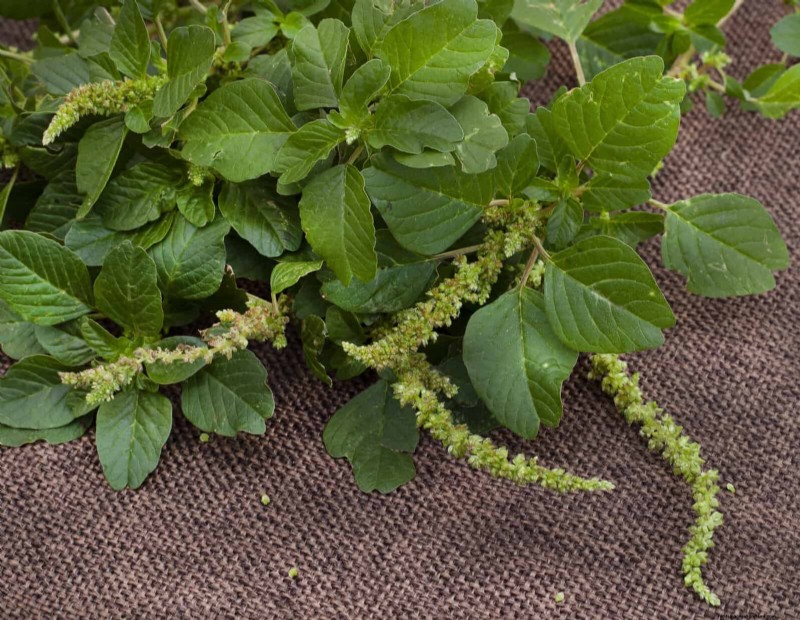 16 überraschend nützliche „Unkräuter“, die Ihren Garten verschönern 