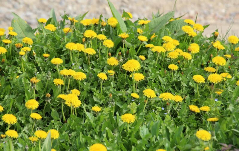 16 überraschend nützliche „Unkräuter“, die Ihren Garten verschönern 