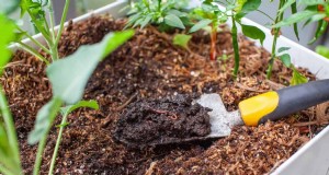 Fertilizzanti naturali fai da te:14 articoli per la casa per un giardino rigoglioso 