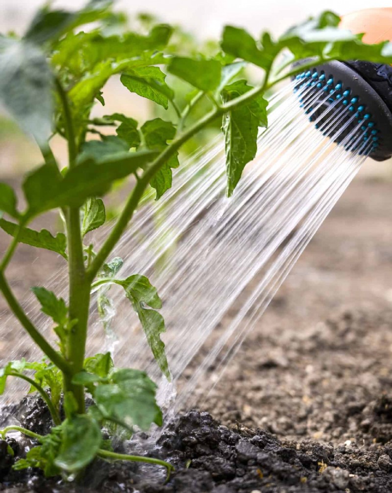 Natürliche Düngemittel zum Selbermachen:14 Haushaltsgegenstände für einen blühenden Garten 