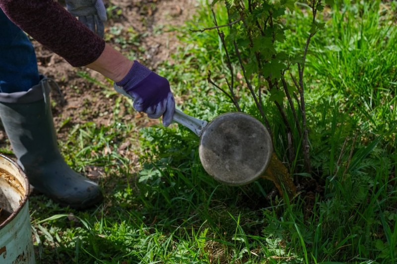 Natürliche Düngemittel zum Selbermachen:14 Haushaltsgegenstände für einen blühenden Garten 