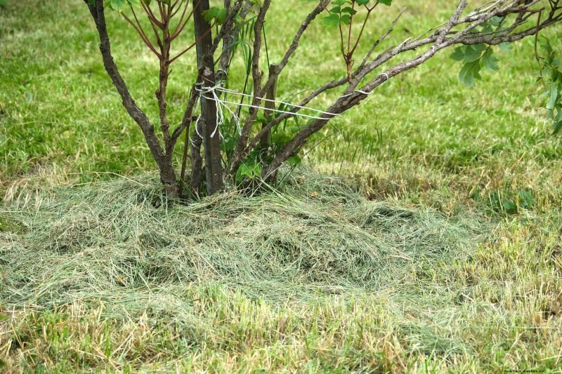 Natürliche Düngemittel zum Selbermachen:14 Haushaltsgegenstände für einen blühenden Garten 
