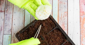 Boost zaadkieming:16 bewezen hacks voor meer succes 