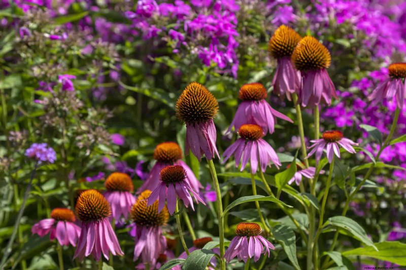 Droogtebestendig tuinieren:7 bewezen technieken voor een bloeiende tuin 