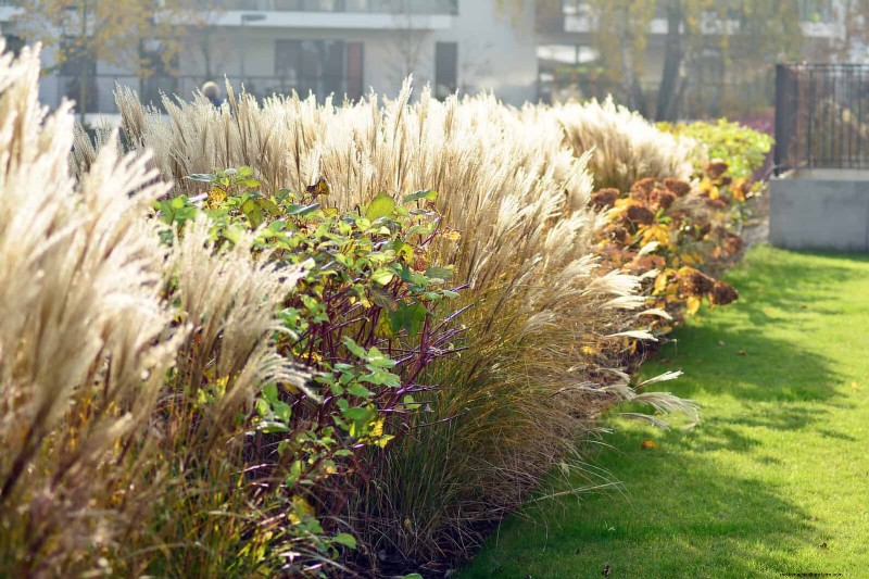 Droogtebestendig tuinieren:7 bewezen technieken voor een bloeiende tuin 