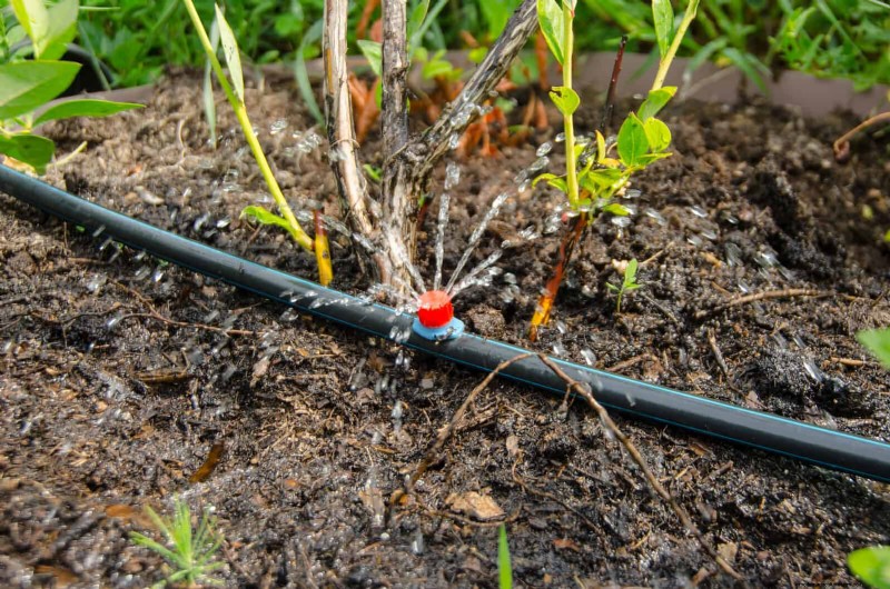 Droogtebestendig tuinieren:7 bewezen technieken voor een bloeiende tuin 