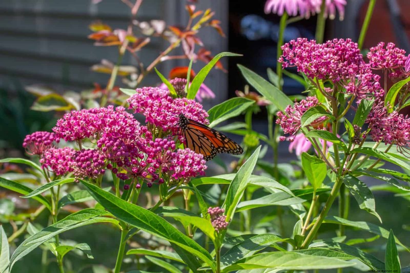 Droogtebestendig tuinieren:7 bewezen technieken voor een bloeiende tuin 