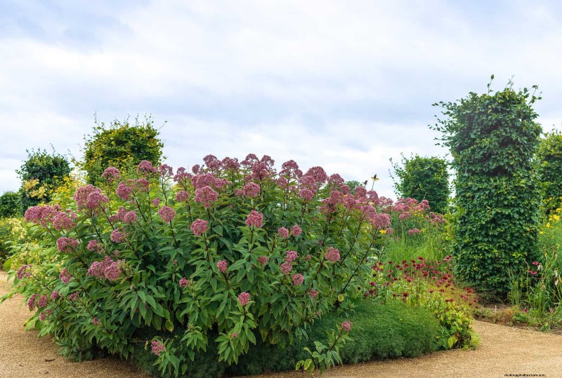 Droogtebestendig tuinieren:7 bewezen technieken voor een bloeiende tuin 