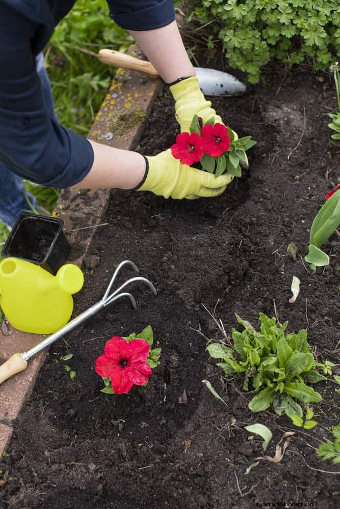Droogtebestendig tuinieren:7 bewezen technieken voor een bloeiende tuin 