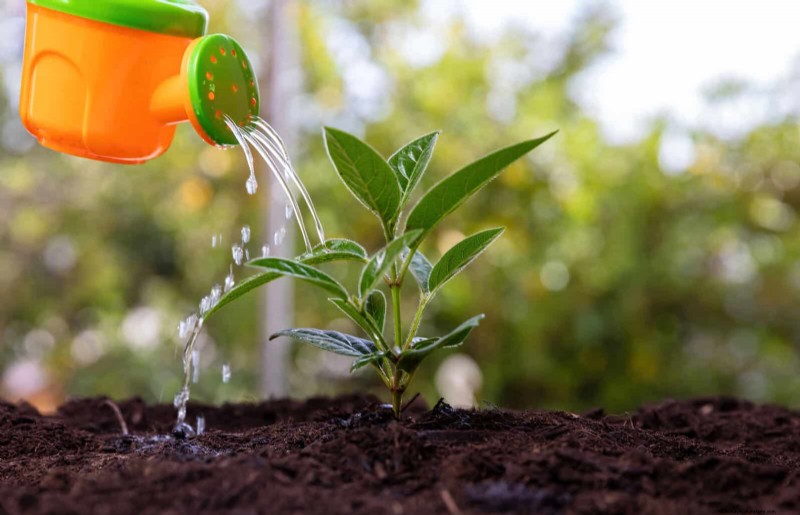 Droogtebestendig tuinieren:7 bewezen technieken voor een bloeiende tuin 