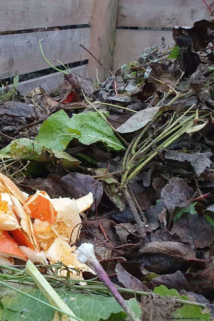 Vermijd veel voorkomende compostfouten voor een overvloedige tuin 