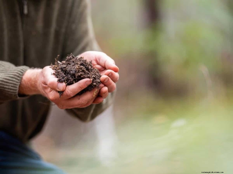 Cura del prato naturale:erba sana senza prodotti chimici 