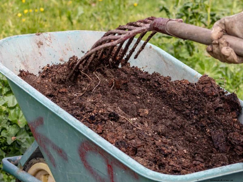 Cura del prato naturale:erba sana senza prodotti chimici 