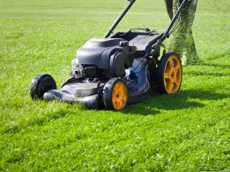 Cura del prato naturale:erba sana senza prodotti chimici 