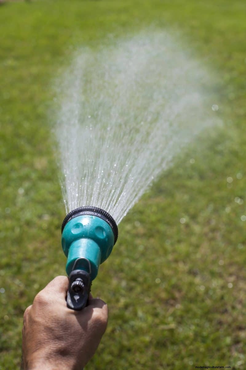 Cura del prato naturale:erba sana senza prodotti chimici 