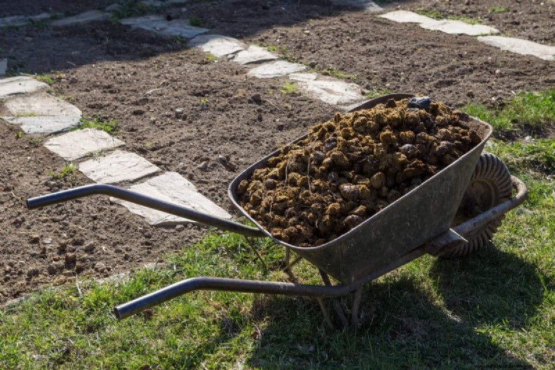 Cura del prato naturale:erba sana senza prodotti chimici 