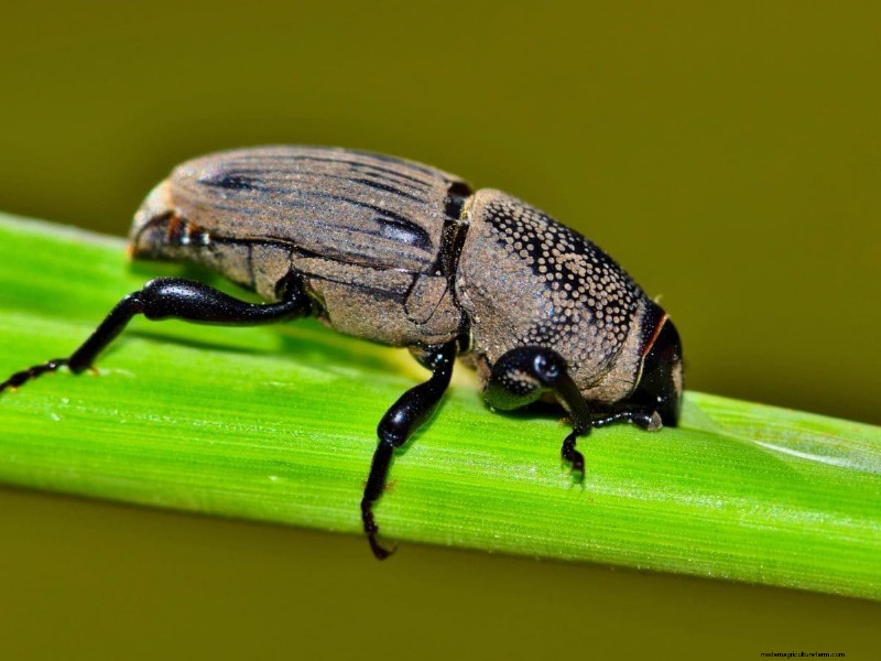Cura del prato naturale:erba sana senza prodotti chimici 