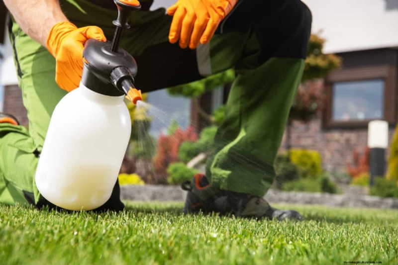Cura del prato naturale:erba sana senza prodotti chimici 
