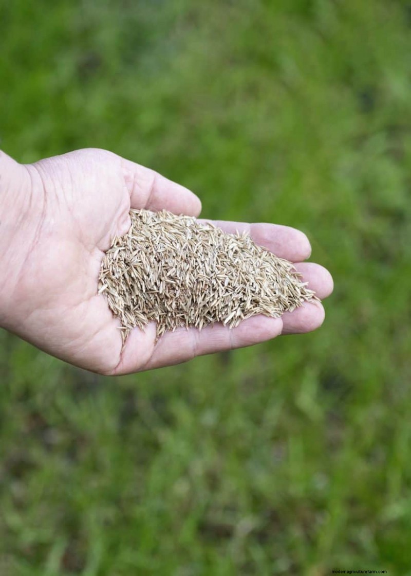 Cura del prato naturale:erba sana senza prodotti chimici 