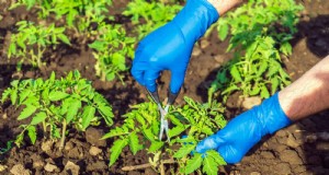 Tomatenbladsnoei:voordelen en instructies voor hogere opbrengsten 
