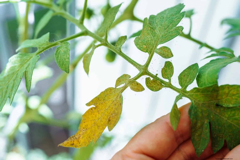 トマトの葉の剪定:収穫量を増やすための利点と方法 