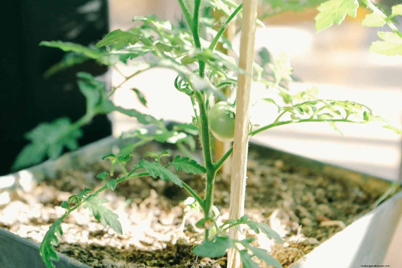 トマトの葉の剪定:収穫量を増やすための利点と方法 