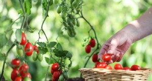 Fehler beim Tomatenanbau:Vermeiden Sie Ernteausfälle in diesem Sommer 
