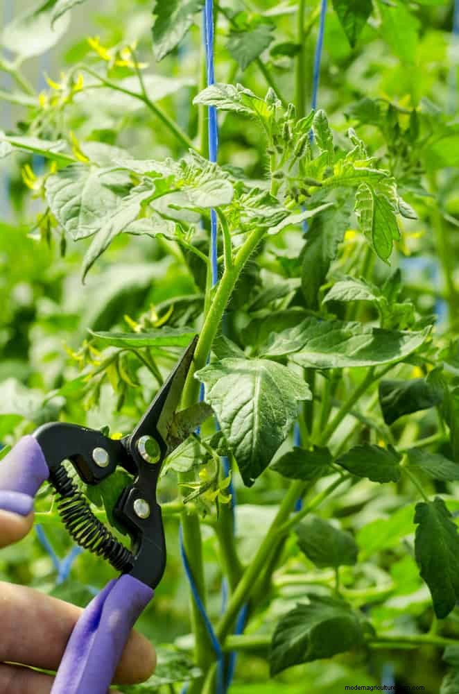 トマト栽培の間違い:この夏は不作を避けましょう 