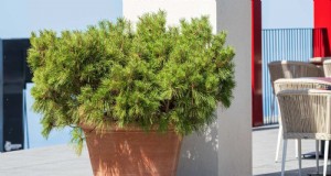 Idee per il giardinaggio in container per cortili caldi e soleggiati | Depositphotos 