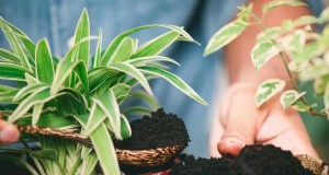 Café molido para el crecimiento del jardín:una guía de verano 