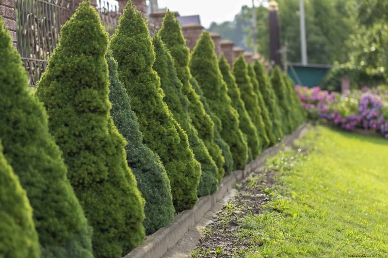 14 compacte groenblijvende struiken voor tuininteresse het hele jaar door 