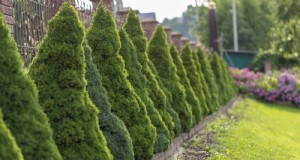 14 compacte groenblijvende struiken voor tuininteresse het hele jaar door 