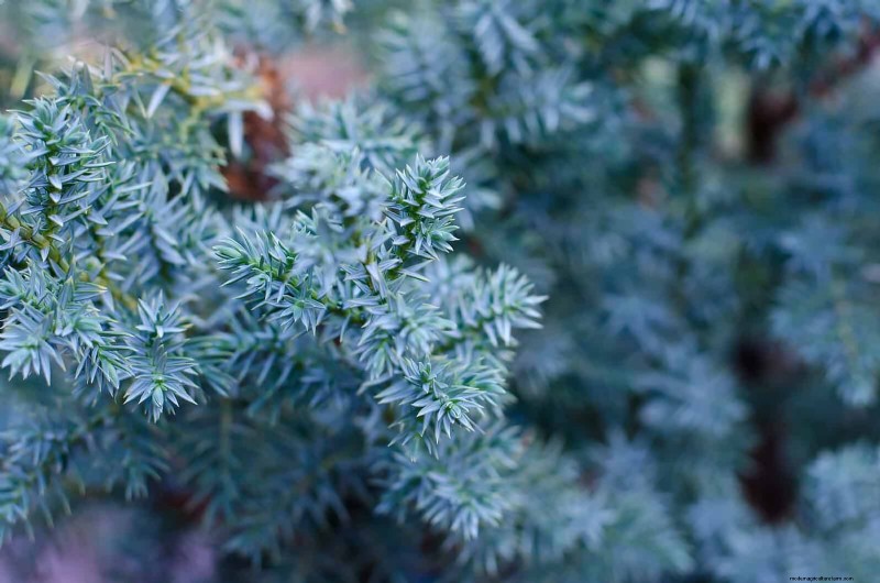 14 compacte groenblijvende struiken voor tuininteresse het hele jaar door 