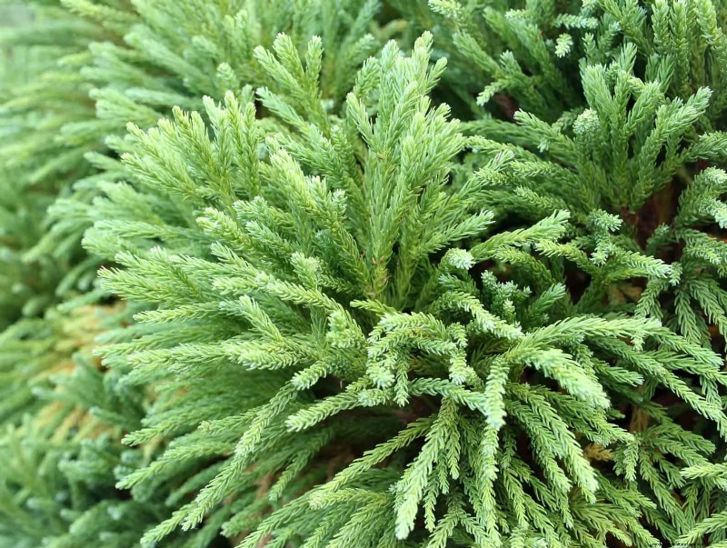 14 compacte groenblijvende struiken voor tuininteresse het hele jaar door 