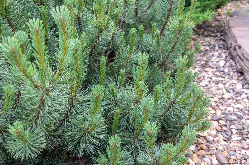 14 compacte groenblijvende struiken voor tuininteresse het hele jaar door 