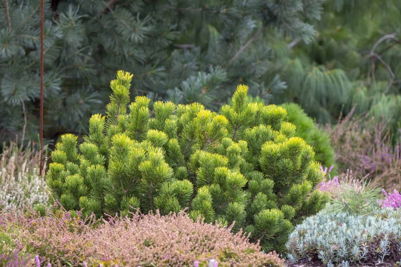 14 compacte groenblijvende struiken voor tuininteresse het hele jaar door 