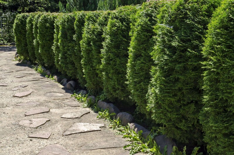 14 compacte groenblijvende struiken voor tuininteresse het hele jaar door 