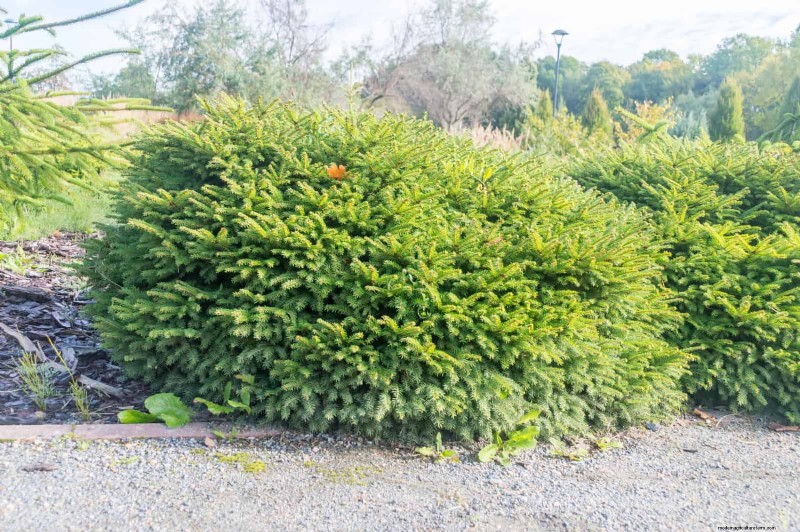 14 compacte groenblijvende struiken voor tuininteresse het hele jaar door 